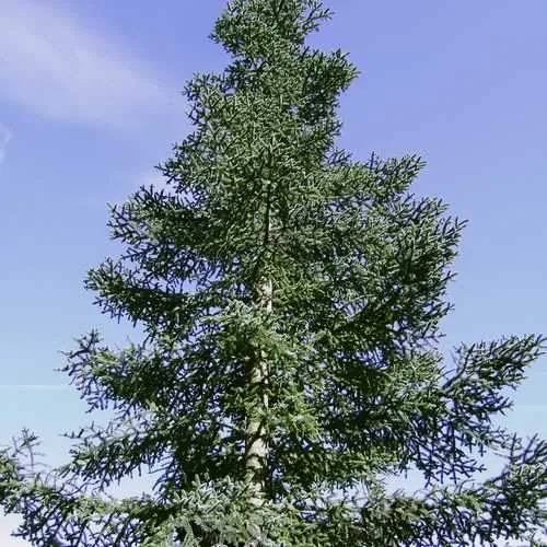 Abies procera - Noble Fir