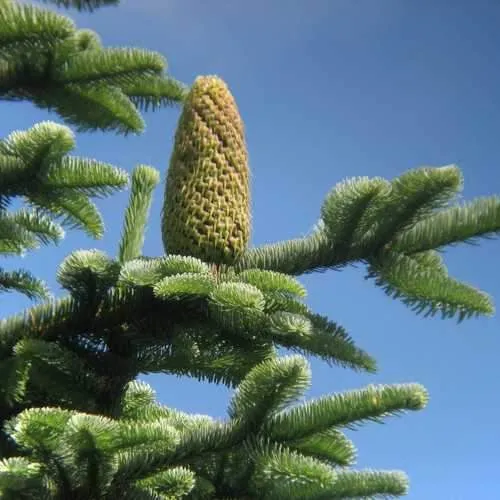 Abies procera - Noble Fir