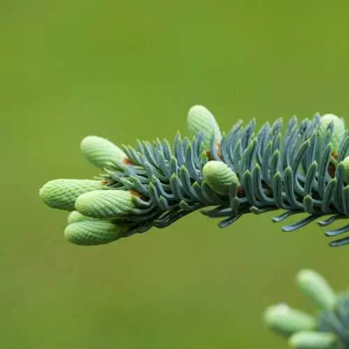 Abies procera - Noble Fir