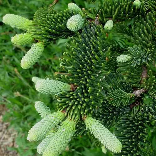 Abies procera - Noble Fir