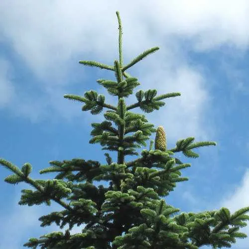 Abies procera - Noble Fir