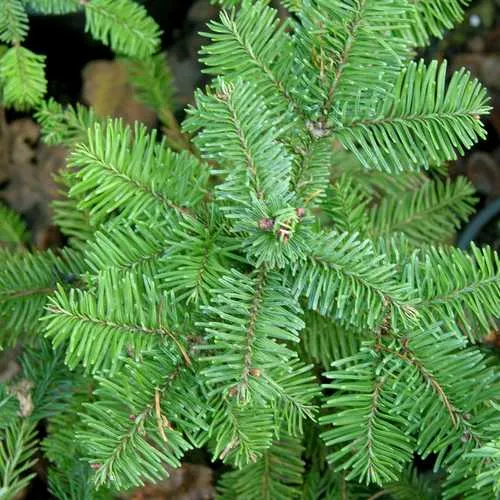 Abies procera - Noble Fir