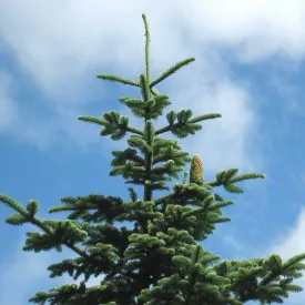 Abies procera - Noble Fir