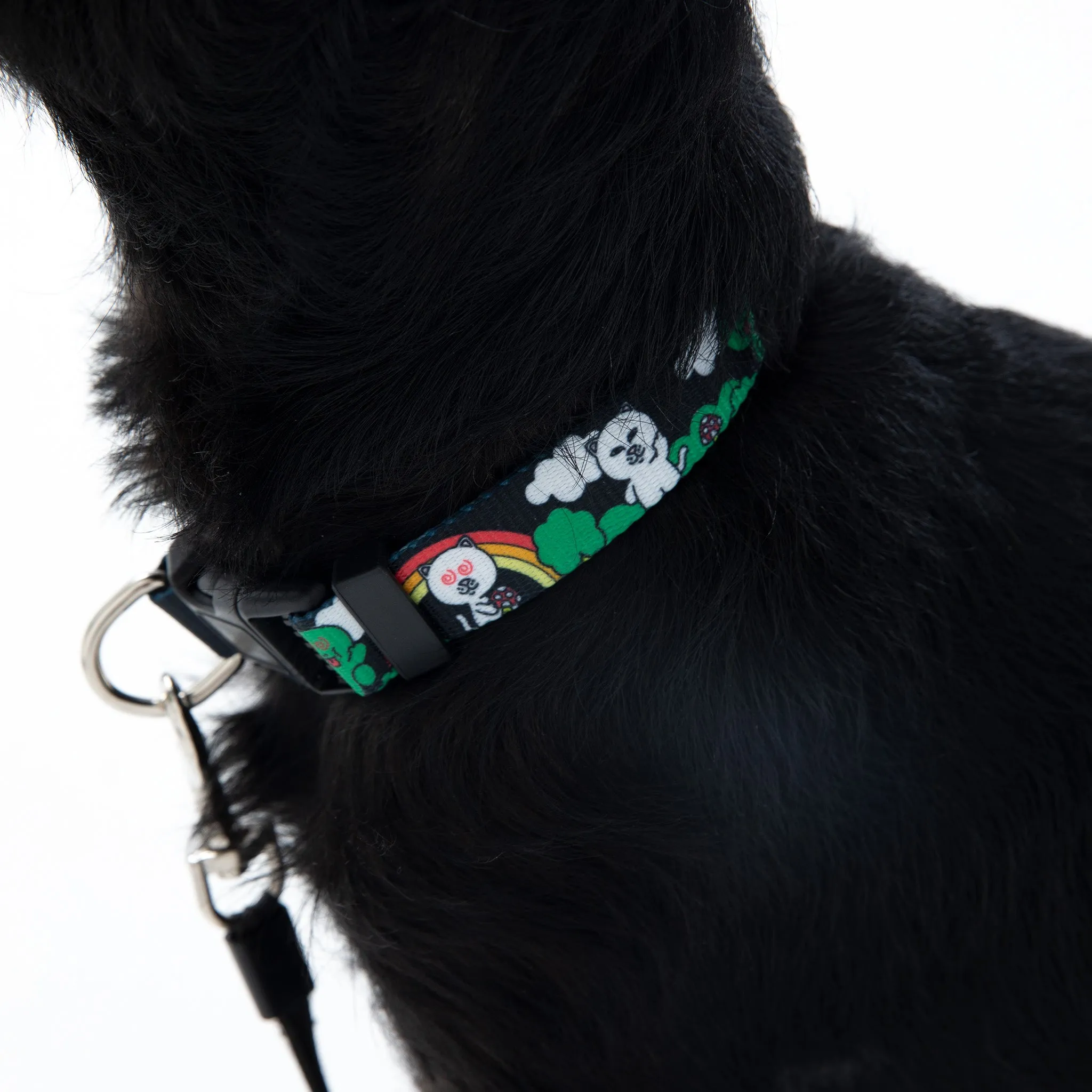 Buddy System Web Belt Pet Collar (Black)