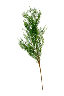 Cedar Branch