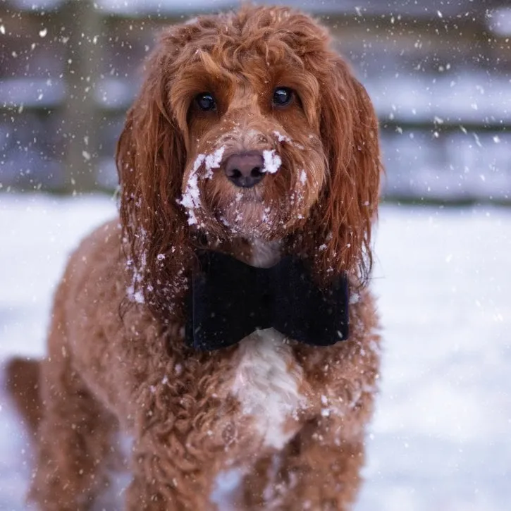 Cupid & Comet | Velvet Navy Bow Tie | Christmas Dog Dress Up