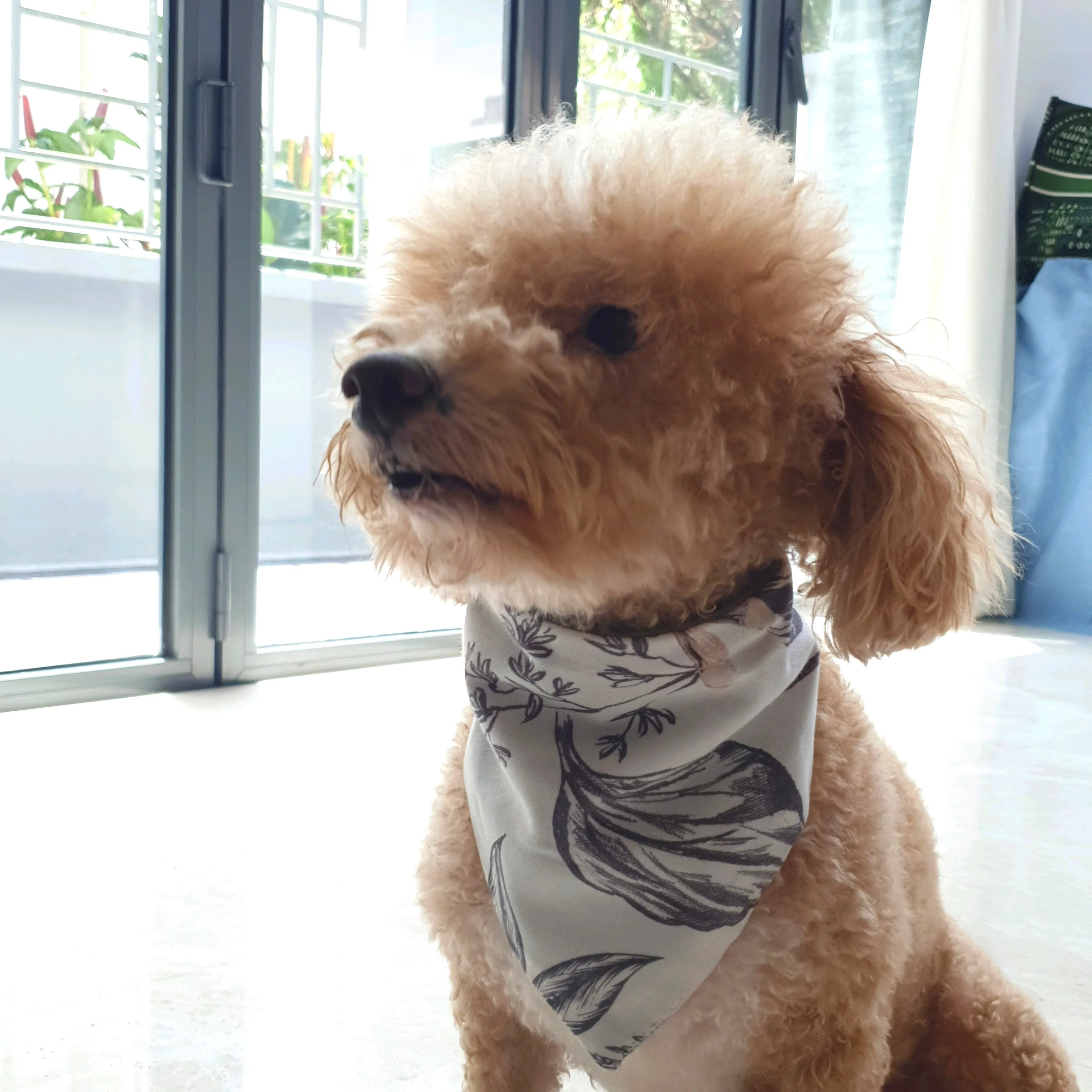 Pet Bandana