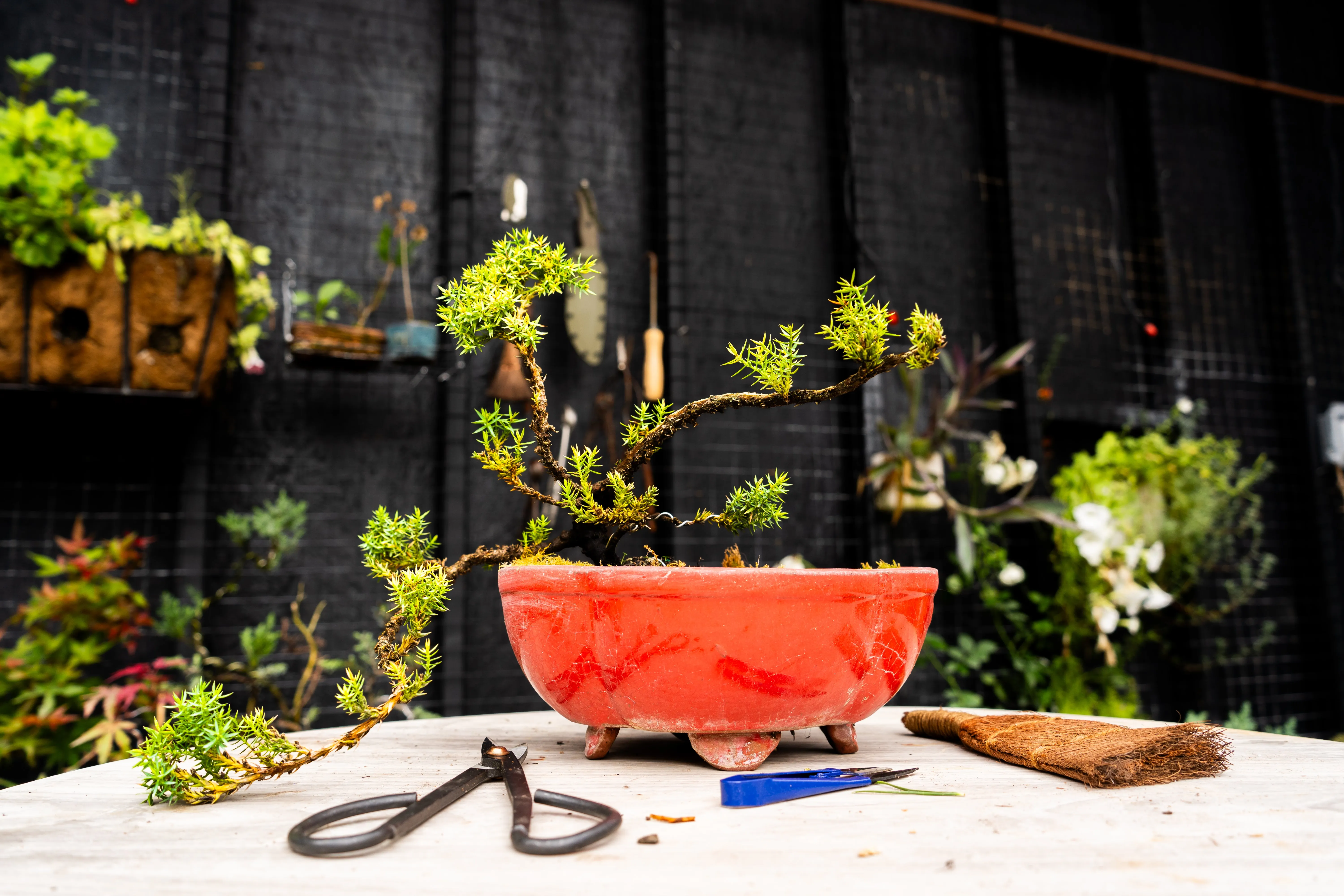 Year 1 Bonsai - Creeping Juniper