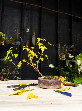 Year 1 Bonsai Tree - Trident Maple