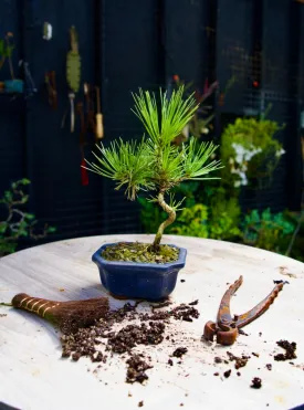 Year 2 Bonsai - Japanese Black Pine